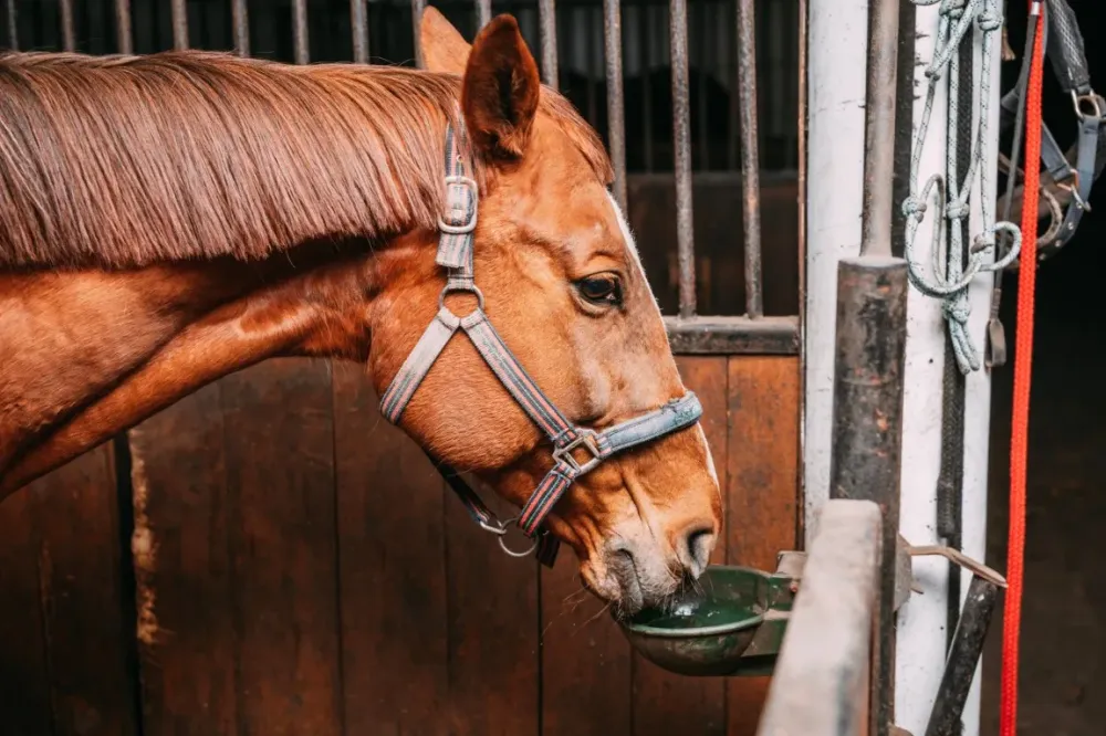 cheval