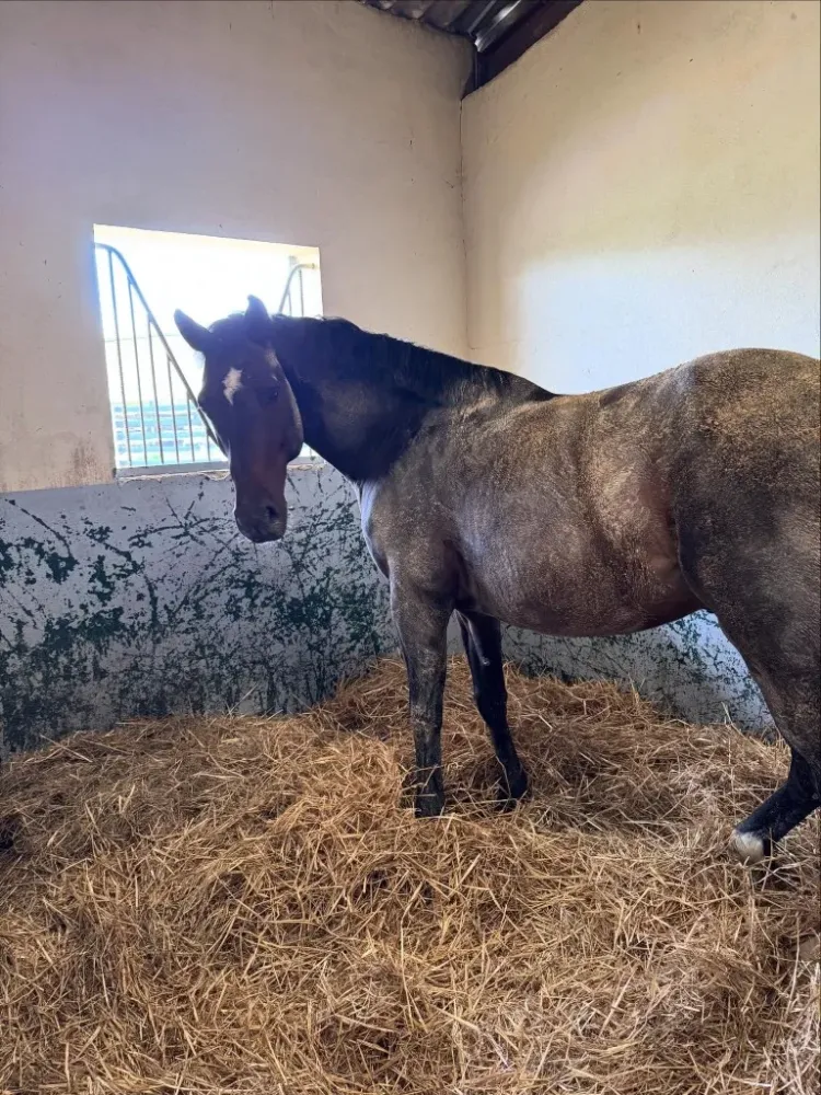 cheval